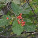 Sorbus mougeotii